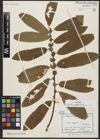 Foto von Salix aegyptiaca L.
